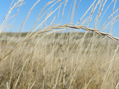 Elymus curvifolius