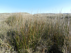 Juncus maritimus