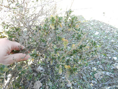 Vella pseudocytisus pseudocytisus