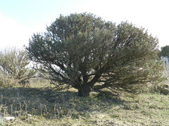 Vella pseudocytisus pseudocytisus