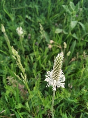 Plantago media