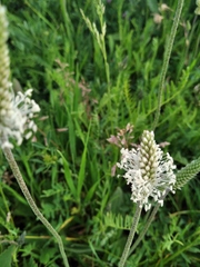 Plantago media