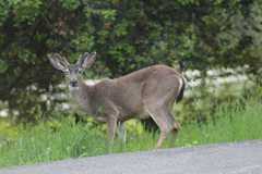 Odocoileus hemionus columbianus