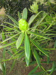 Podocarpus oleifolius