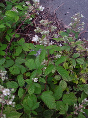 Rubus lindleianus