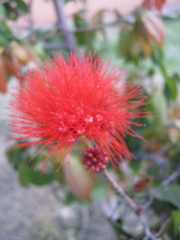 Calliandra trinervia