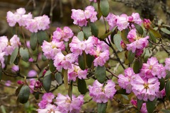 Rhododendron campanulatum
