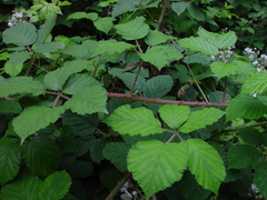 Rubus anisacanthos