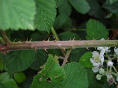 Rubus anisacanthos