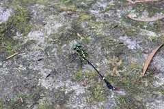 Leptogomphus sauteri formosanus