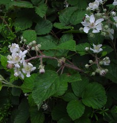 Rubus anisacanthos