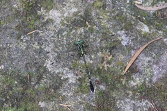 Leptogomphus sauteri formosanus