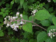 Rubus anisacanthos