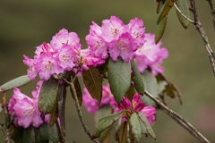 Rhododendron aeruginosum