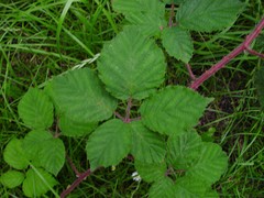 Rubus anisacanthos