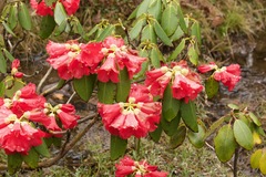 Rhododendron thomsonii