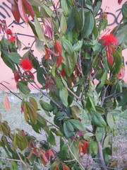 Calliandra trinervia
