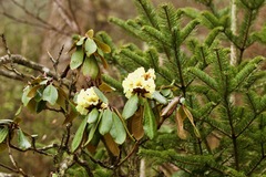 Rhododendron campylocarpum