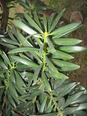 Podocarpus oleifolius