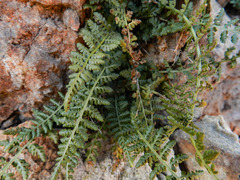 Asplenium fontanum