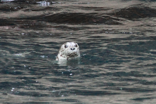 Pacific Harbor Seal photographed in Alaska