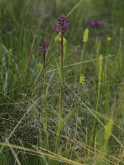 Dactylorhiza traunsteineri