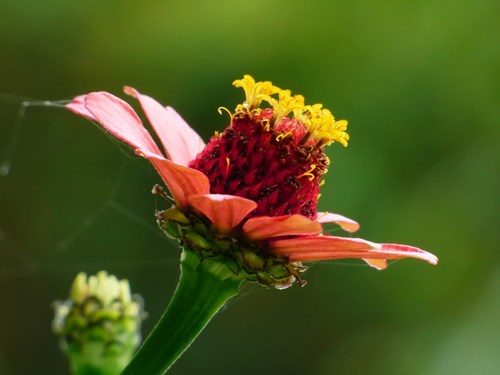 Zinnia elegans