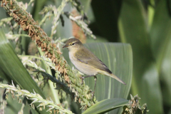 Phylloscopus ibericus
