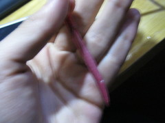 Erythrina rubrinervia