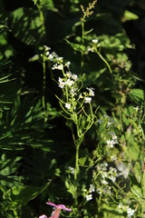 Arabidopsis halleri