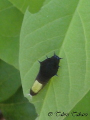 Graphium agamemnon