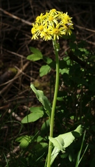 Tephroseris longifolia