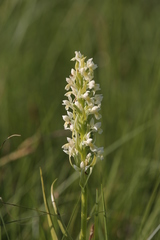Dactylorhiza incarnata ochroleuca