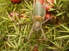 Ephippiger ephippiger