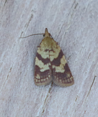 Sparganothis senecionana