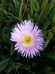 Carpobrotus mellei
