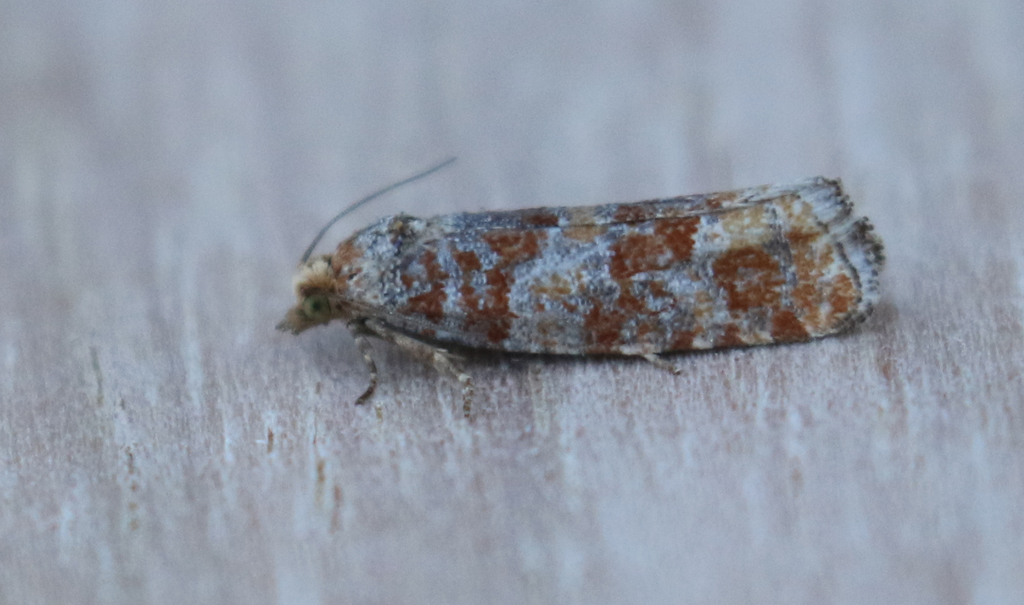 Eucopina ponderosa