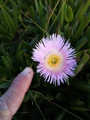 Carpobrotus mellei