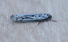 Ethmia monticola