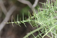 Scutia spicata pauciflora