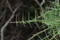 Scutia spicata pauciflora