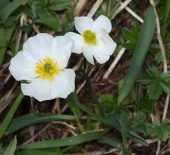 Ranunculus kuepferi