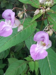 Impatiens glandulifera