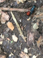 Dinothenarus saphyrinus