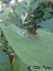 Graphium agamemnon