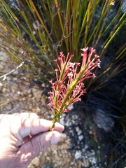 Struthiola macowanii