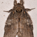 Peridea angulosa - Photo (c) Emily L. Stanley,  זכויות יוצרים חלקיות (CC BY-NC), uploaded by Emily L. Stanley