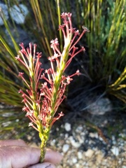 Struthiola macowanii