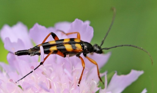 Strangalia attenuata