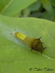 Graphium agamemnon